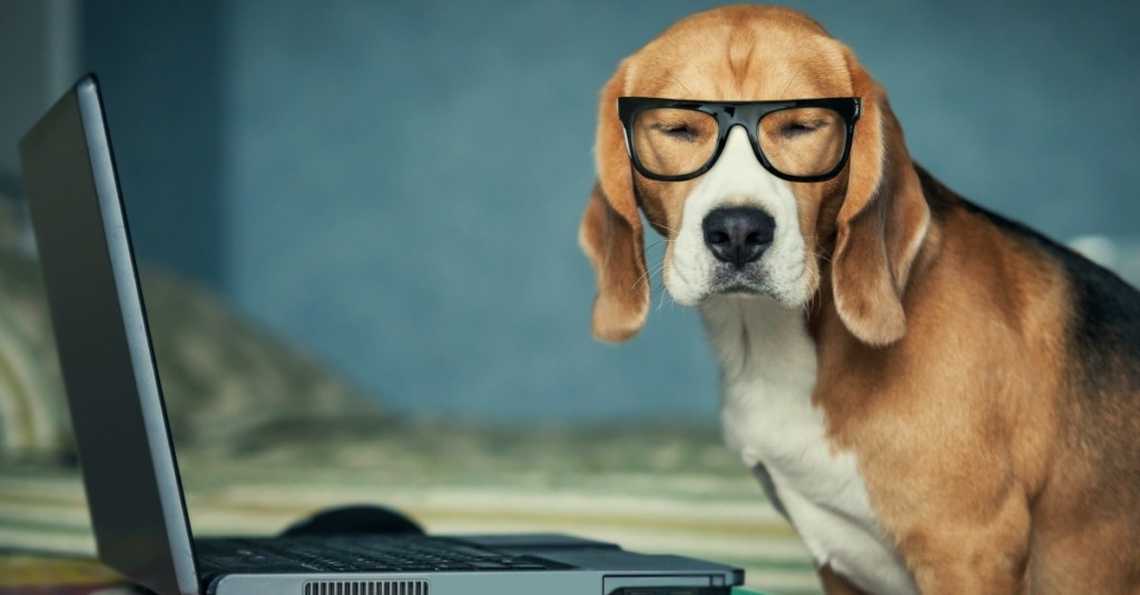 dog-glasses-laptop_shutterstock_176225708